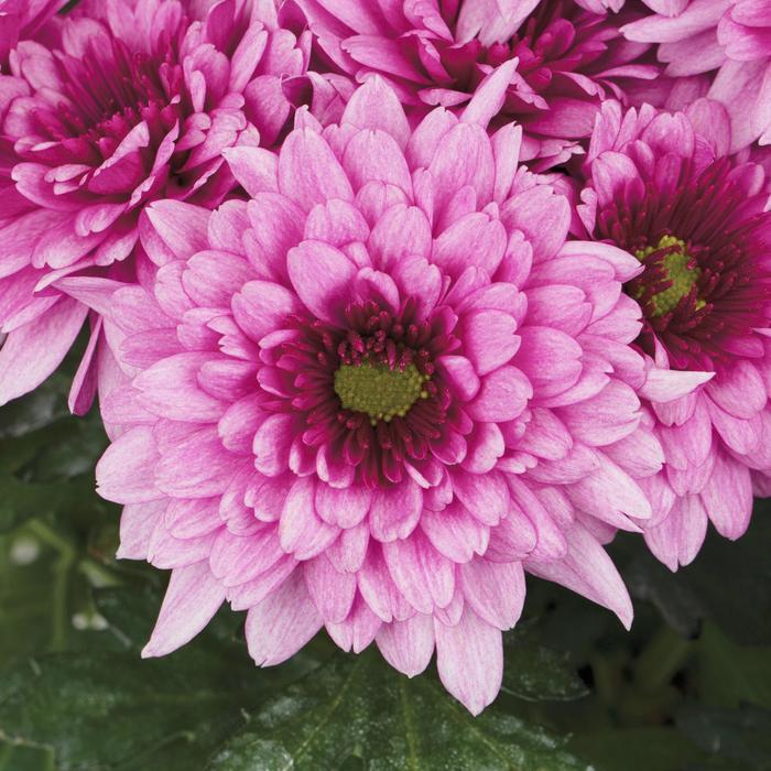 586 Mum Purple Berry Blast Bicolor - View 15 from www redcrocus com