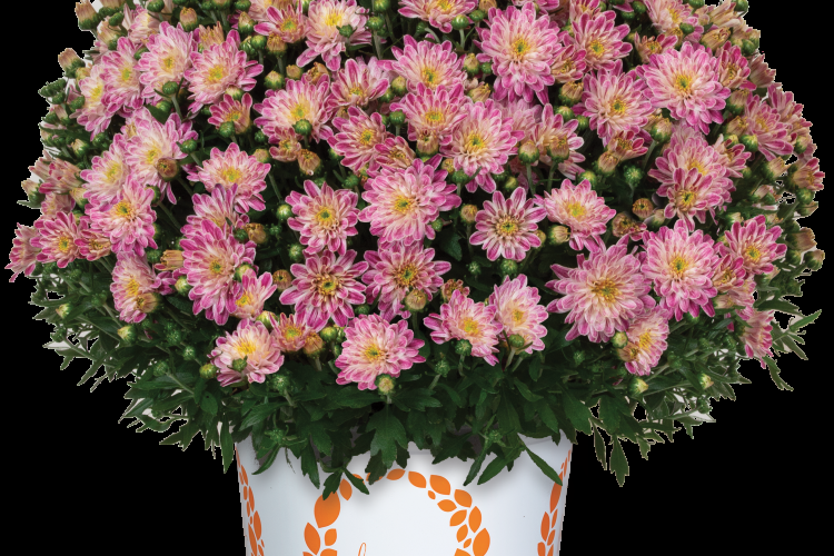 586 Mum Purple Berry Blast Bicolor - View 19 from www redcrocus com