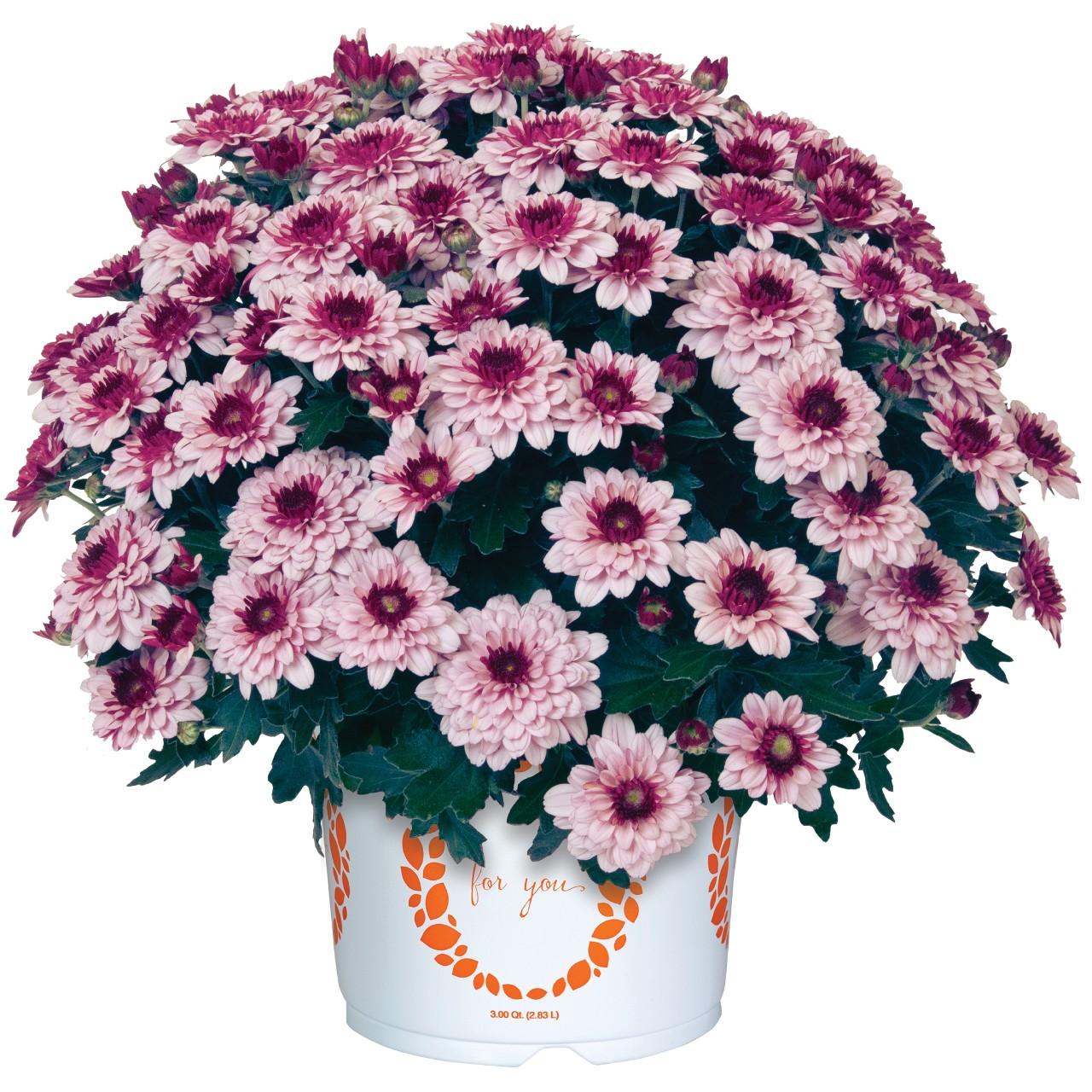 586 Mum Purple Berry Blast Bicolor - View 1 from www redcrocus com