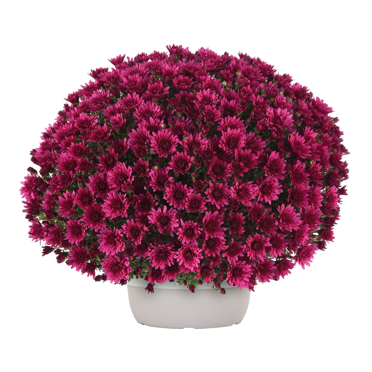 586 Mum Purple Berry Blast Bicolor - View 2 from www redcrocus com