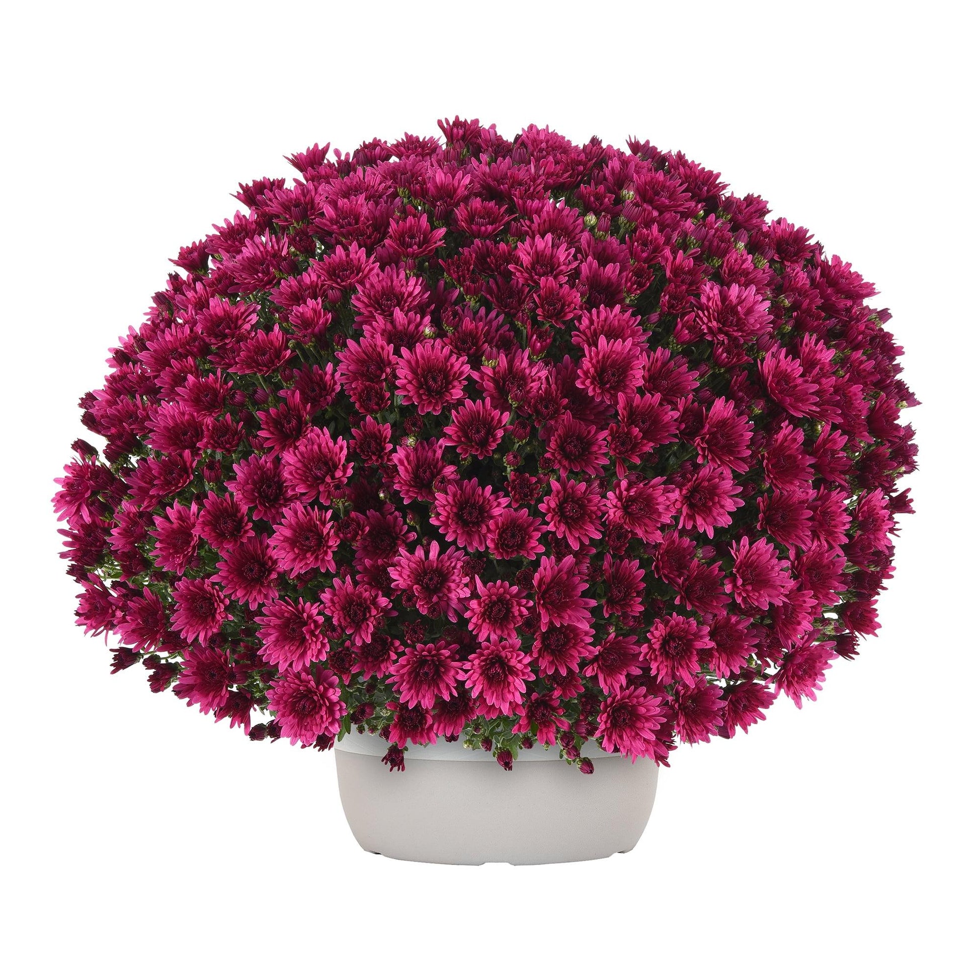 586 Mum Purple Berry Blast Bicolor - View 2 from www redcrocus com