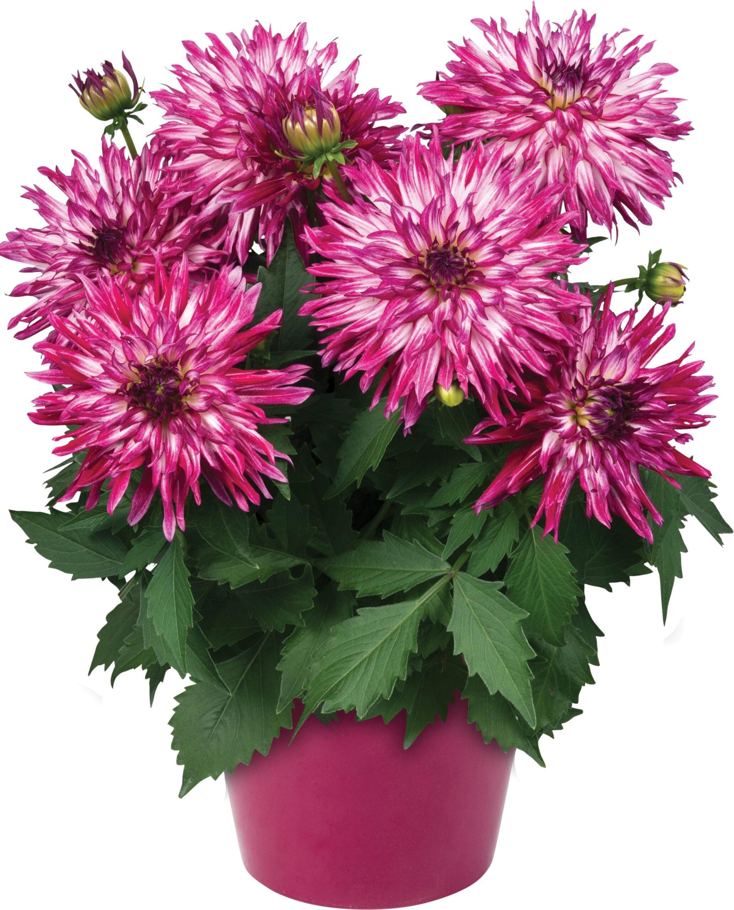 586 Mum Purple Berry Blast Bicolor - View 6 from www redcrocus com
