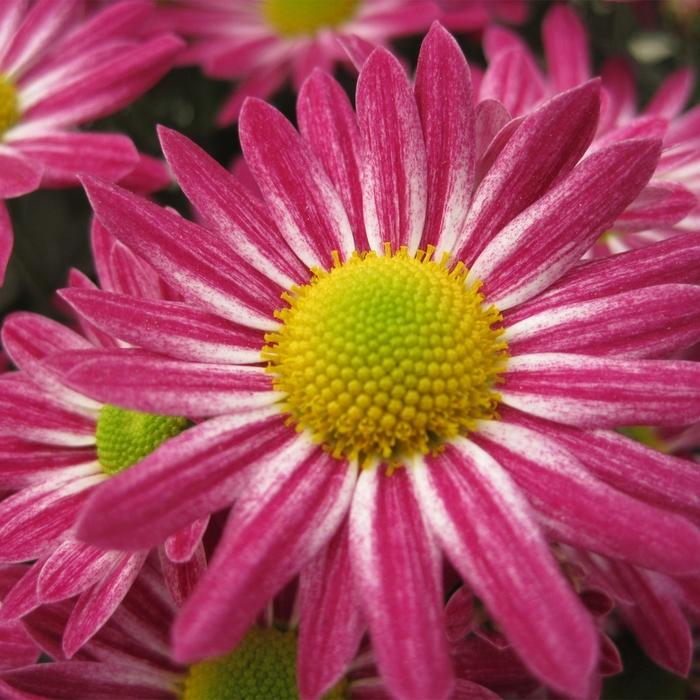 586 Mum Purple Berry Blast Bicolor - View 7 from www redcrocus com