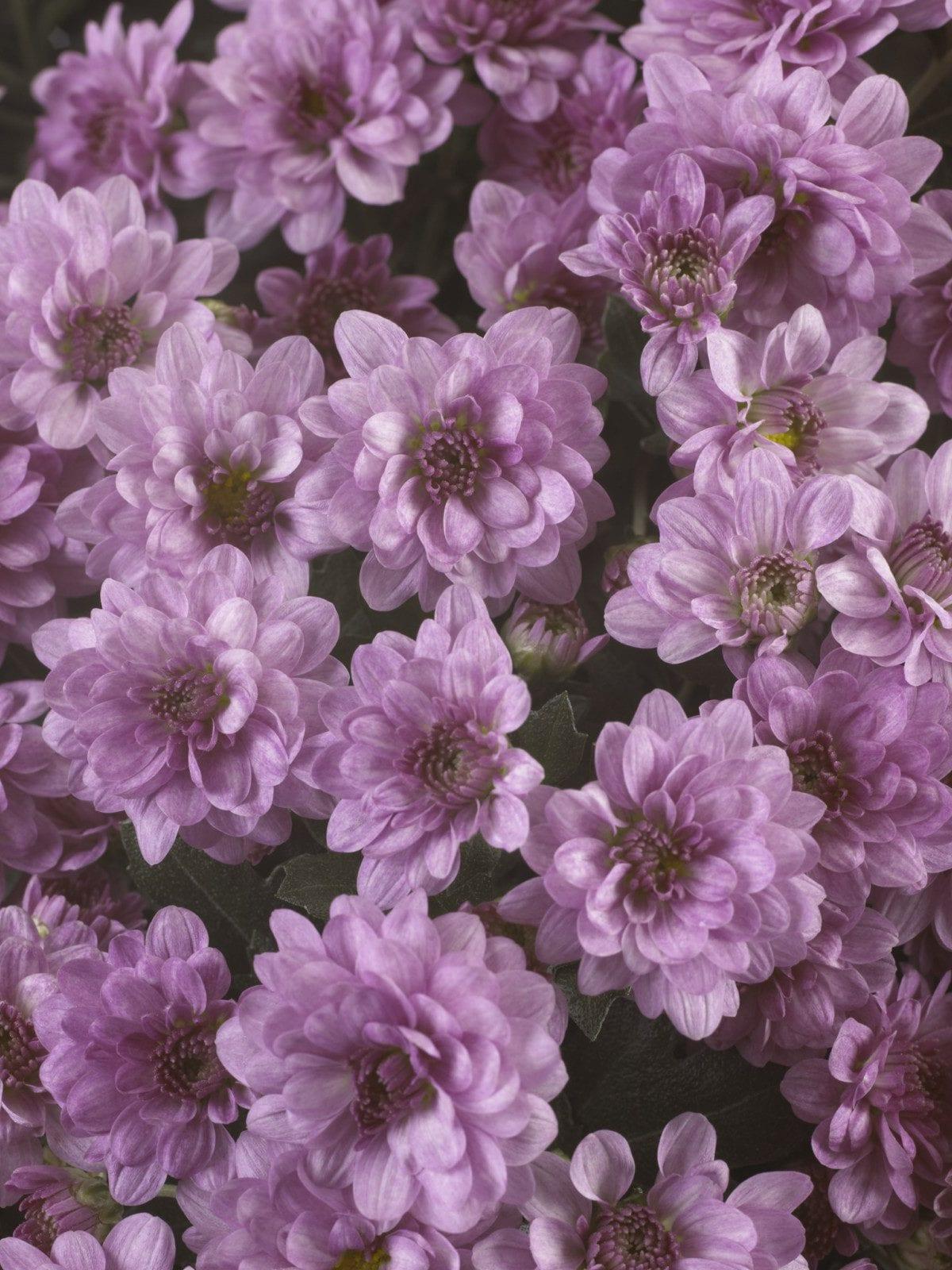 607 Mum Pink Skyfall Pink - View 10 from www redcrocus com