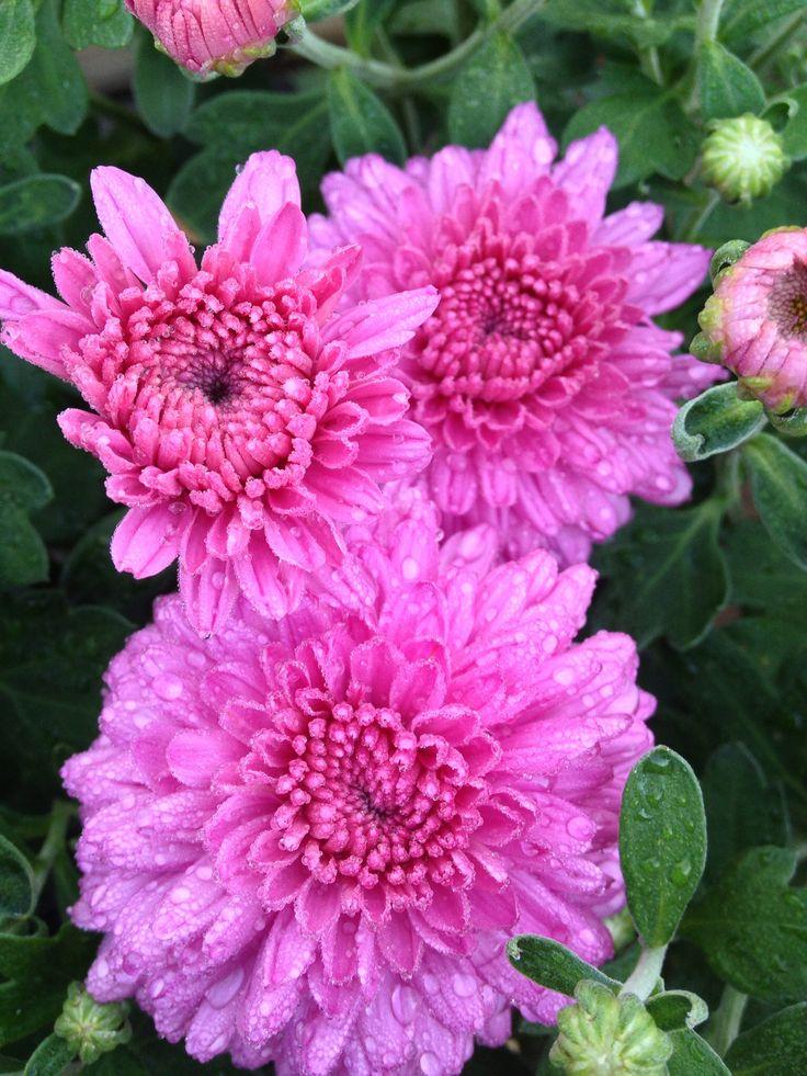 607 Mum Pink Skyfall Pink - View 13 from www redcrocus com