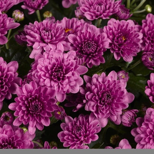 607 Mum Pink Skyfall Pink - View 1 from www redcrocus com