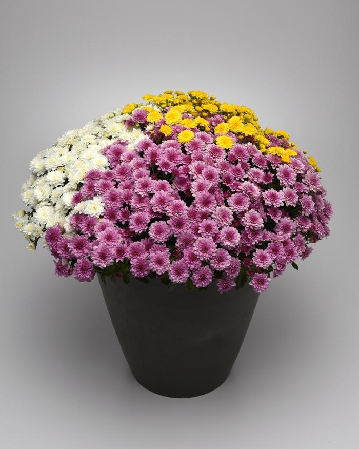 607 Mum Pink Skyfall Pink - View 2 from www redcrocus com