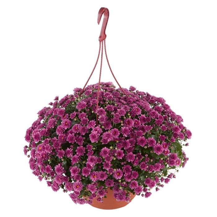 607 Mum Pink Skyfall Pink - View 4 from www redcrocus com