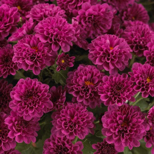 608 Mum Purple Skyfall Purple - View 1 from www redcrocus com