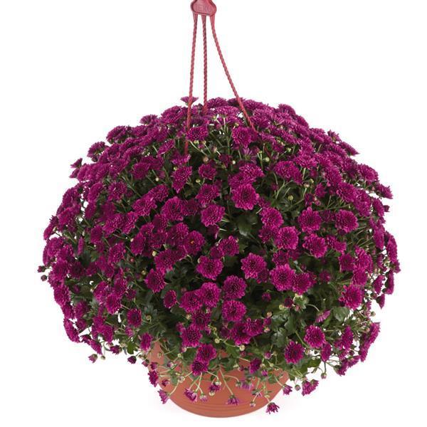 608 Mum Purple Skyfall Purple - View 3 from www redcrocus com