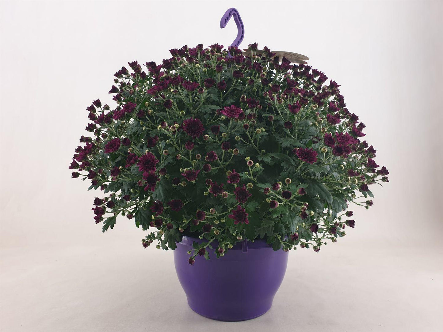 608 Mum Purple Skyfall Purple - View 6 from www redcrocus com