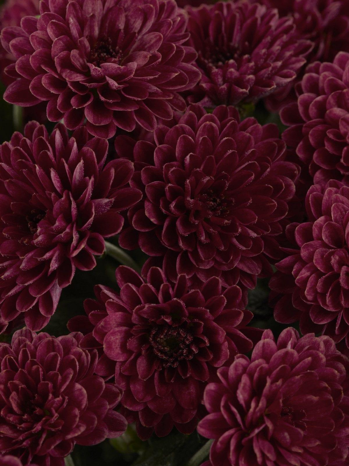 609 Mum Red Skyfall Red - View 11 from www redcrocus com