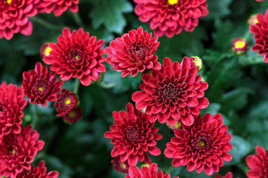 609 Mum Red Skyfall Red - View 12 from www redcrocus com