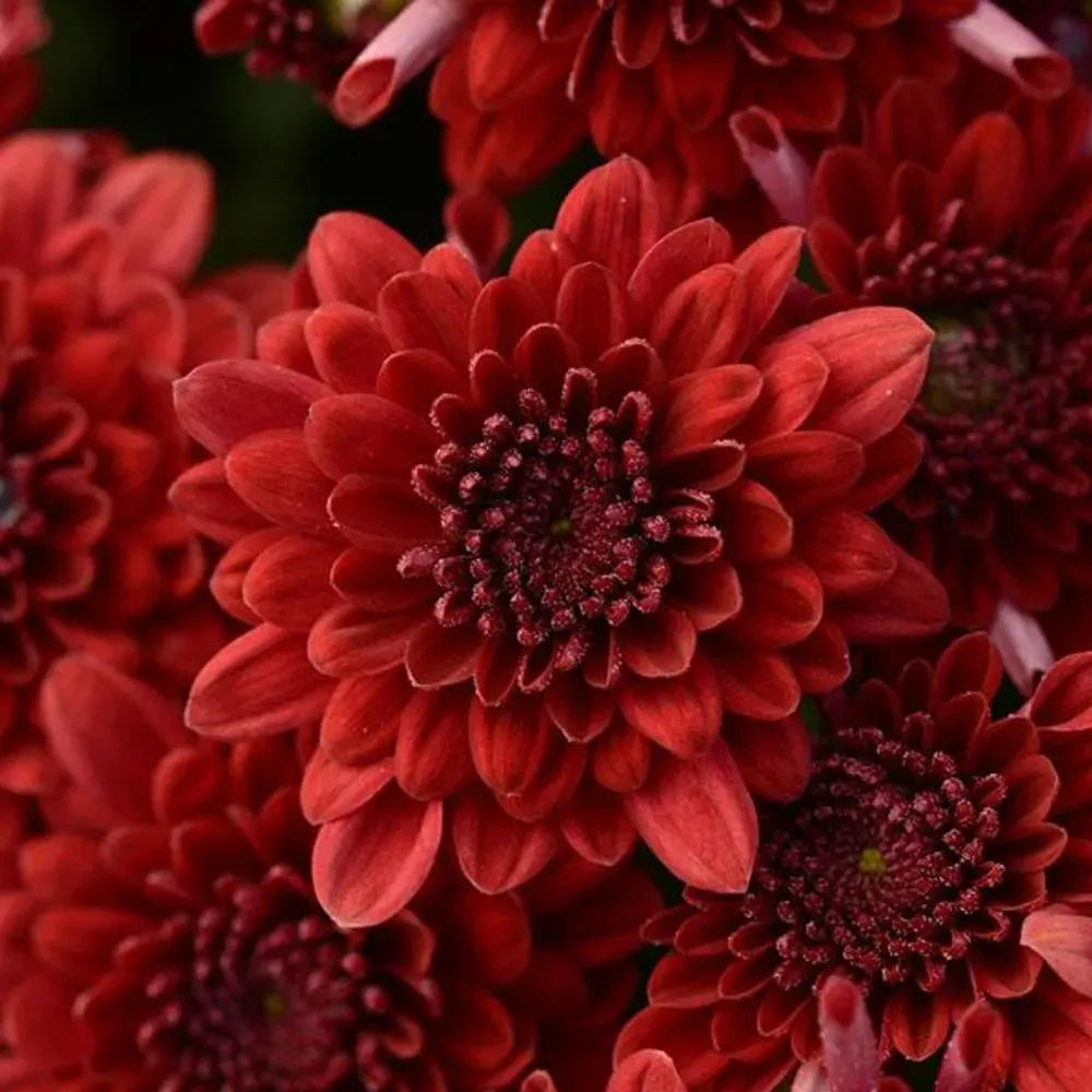 609 Mum Red Skyfall Red - View 14 from www redcrocus com