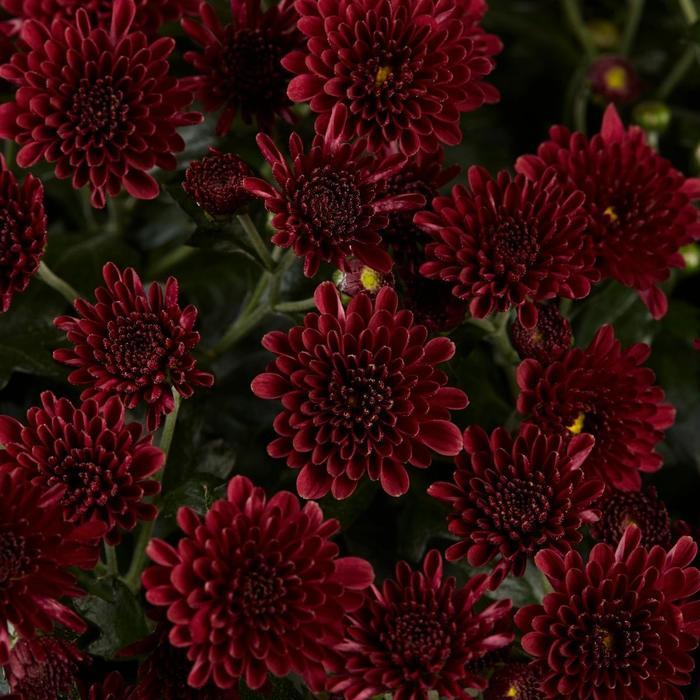 609 Mum Red Skyfall Red - View 1 from www redcrocus com