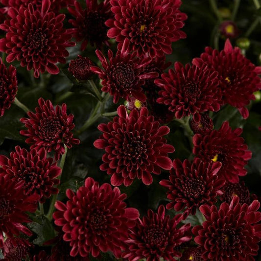 609 Mum Red Skyfall Red - View 1 from www redcrocus com