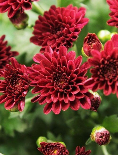 609 Mum Red Skyfall Red - View 3 from www redcrocus com