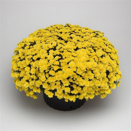 610 Mum Yellow Skyfall Lemon Yellow - View 1 from www redcrocus com