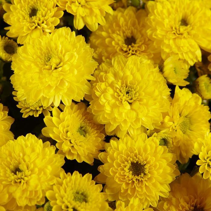610 Mum Yellow Skyfall Lemon Yellow - View 2 from www redcrocus com