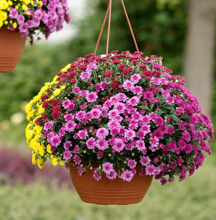 610 Mum Yellow Skyfall Lemon Yellow - View 5 from www redcrocus com