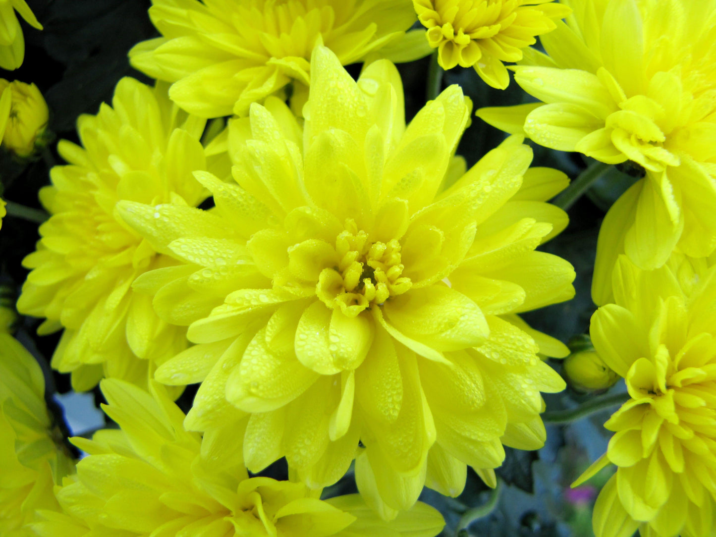 610 Mum Yellow Skyfall Lemon Yellow - View 6 from www redcrocus com