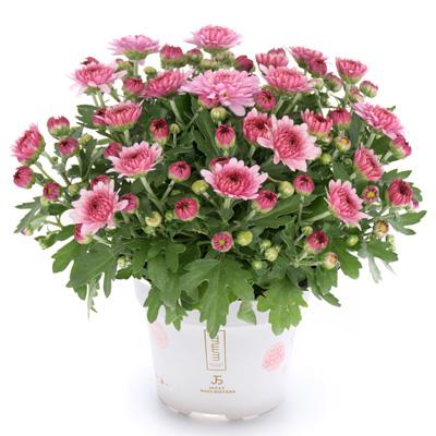 611 Mum Pink Soul Sister Dark Pink - View 2 from www redcrocus com