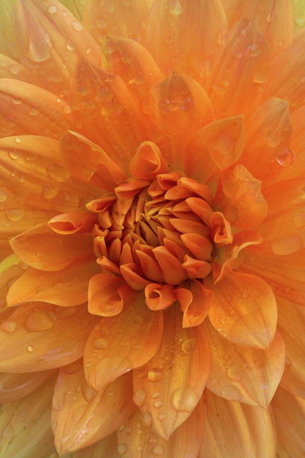 612 Mum Orange Soul Sister Orange - View 2 from www redcrocus com