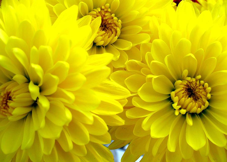 615 Mum Yellow Sunny Day Yellow - View 12 from www redcrocus com