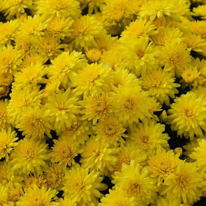 615 Mum Yellow Sunny Day Yellow - View 15 from www redcrocus com