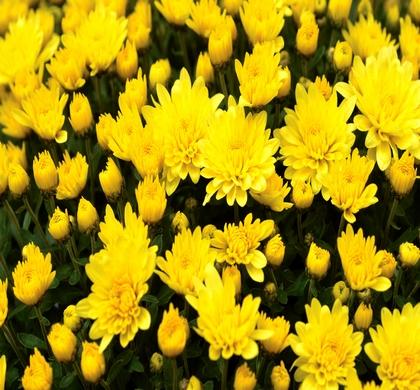 615 Mum Yellow Sunny Day Yellow - View 1 from www redcrocus com