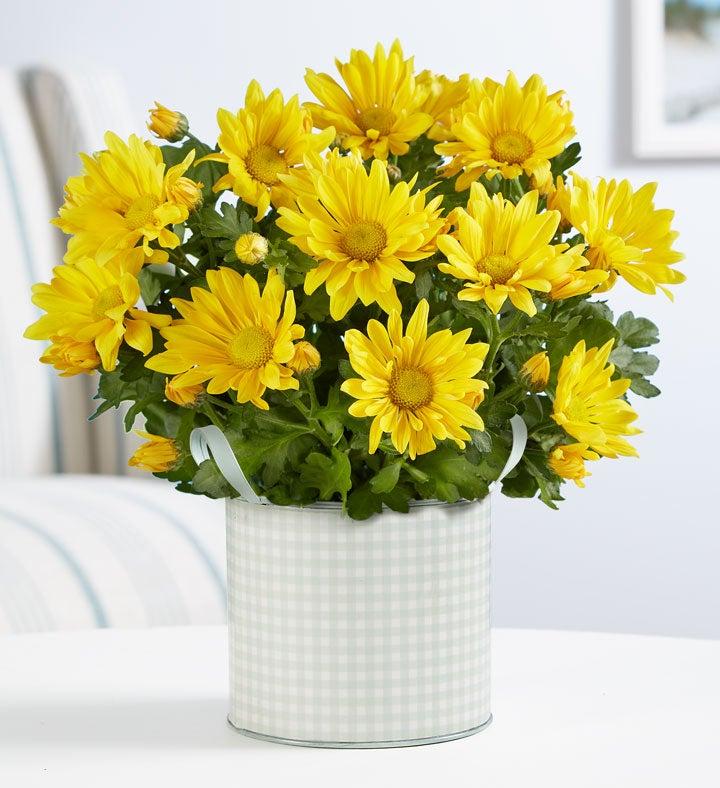 615 Mum Yellow Sunny Day Yellow - View 2 from www redcrocus com