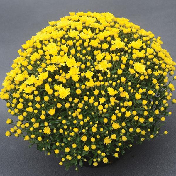 615 Mum Yellow Sunny Day Yellow - View 3 from www redcrocus com