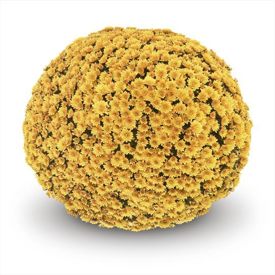 616 Mum Yellow Vigorelli Gold - View 1 from www redcrocus com