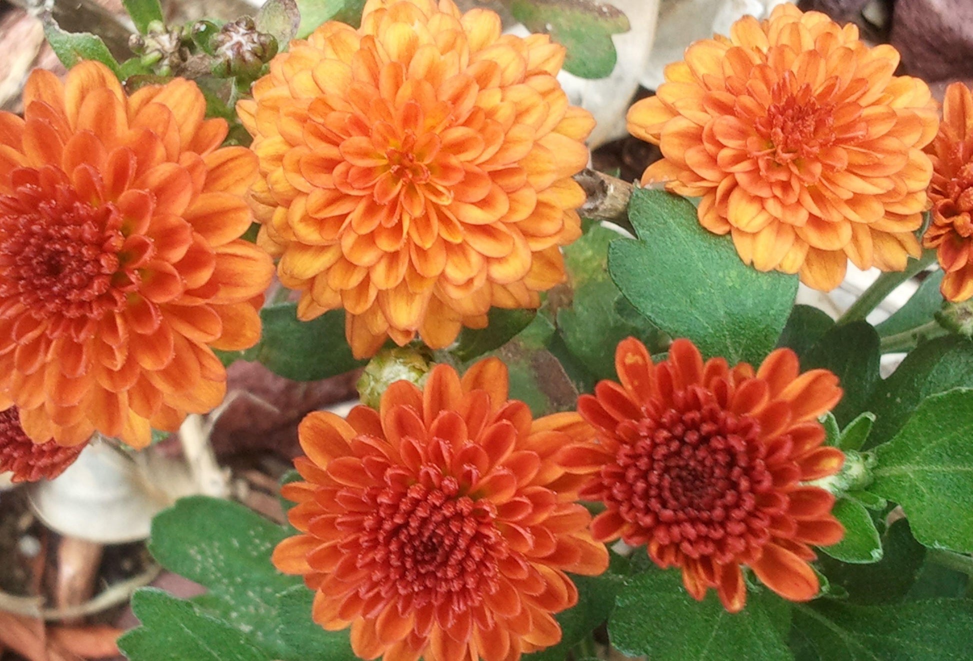 622 Mum Orange Blazing Orange - View 12 from www redcrocus com