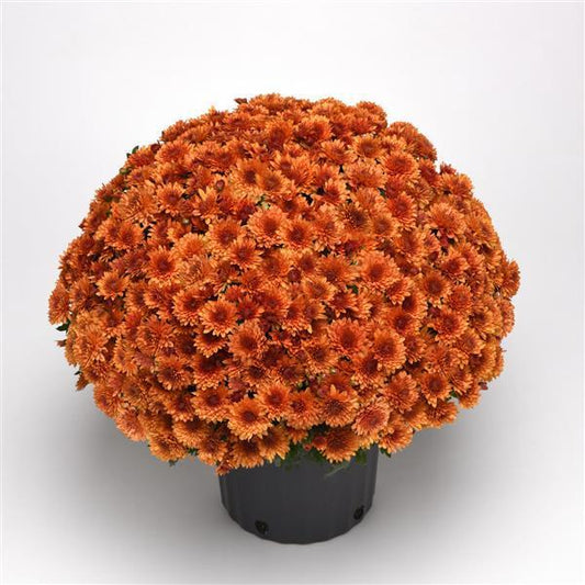 622 Mum Orange Blazing Orange - View 1 from www redcrocus com