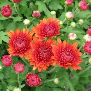 622 Mum Orange Blazing Orange - View 2 from www redcrocus com