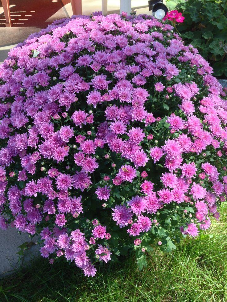 625 Mum Purple Koko Purple - View 14 from www redcrocus com