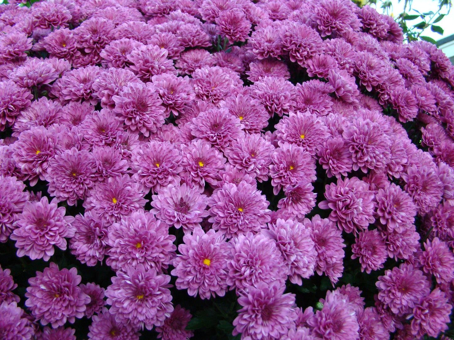 625 Mum Purple Koko Purple - View 17 from www redcrocus com