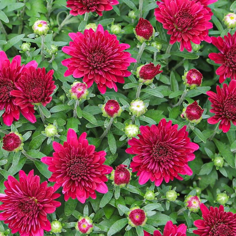 625 Mum Purple Koko Purple - View 9 from www redcrocus com