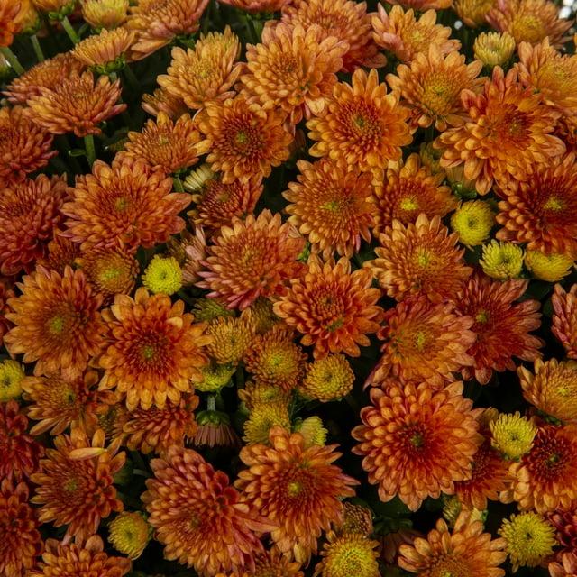 627 Mum Orange Vigorelli Orange - View 4 from www redcrocus com