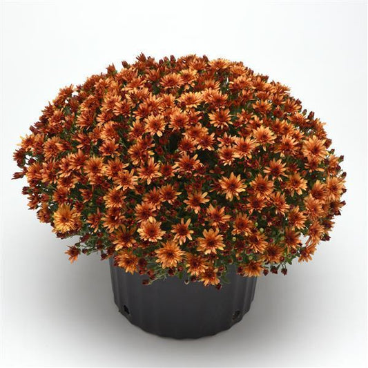 632 Mum Orange Carousel Glimmer Orange - View 1 from www redcrocus com