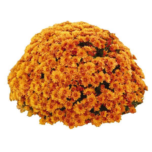 632 Mum Orange Carousel Glimmer Orange - View 7 from www redcrocus com