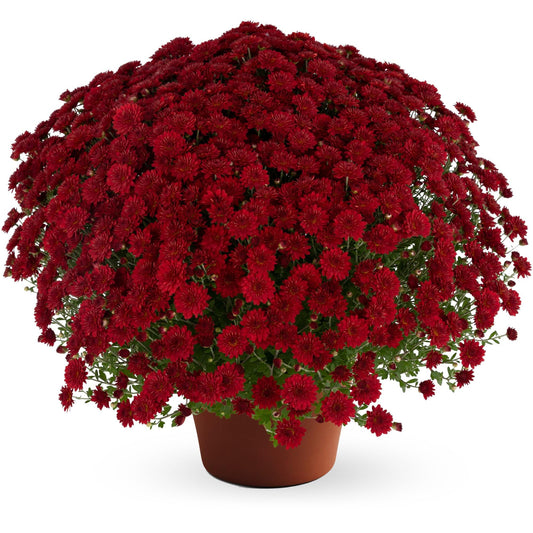 636 Mum Red Josephine Red - View 1 from www redcrocus com