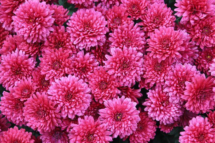 645 Mum Pink Penera Pink - View 10 from www redcrocus com