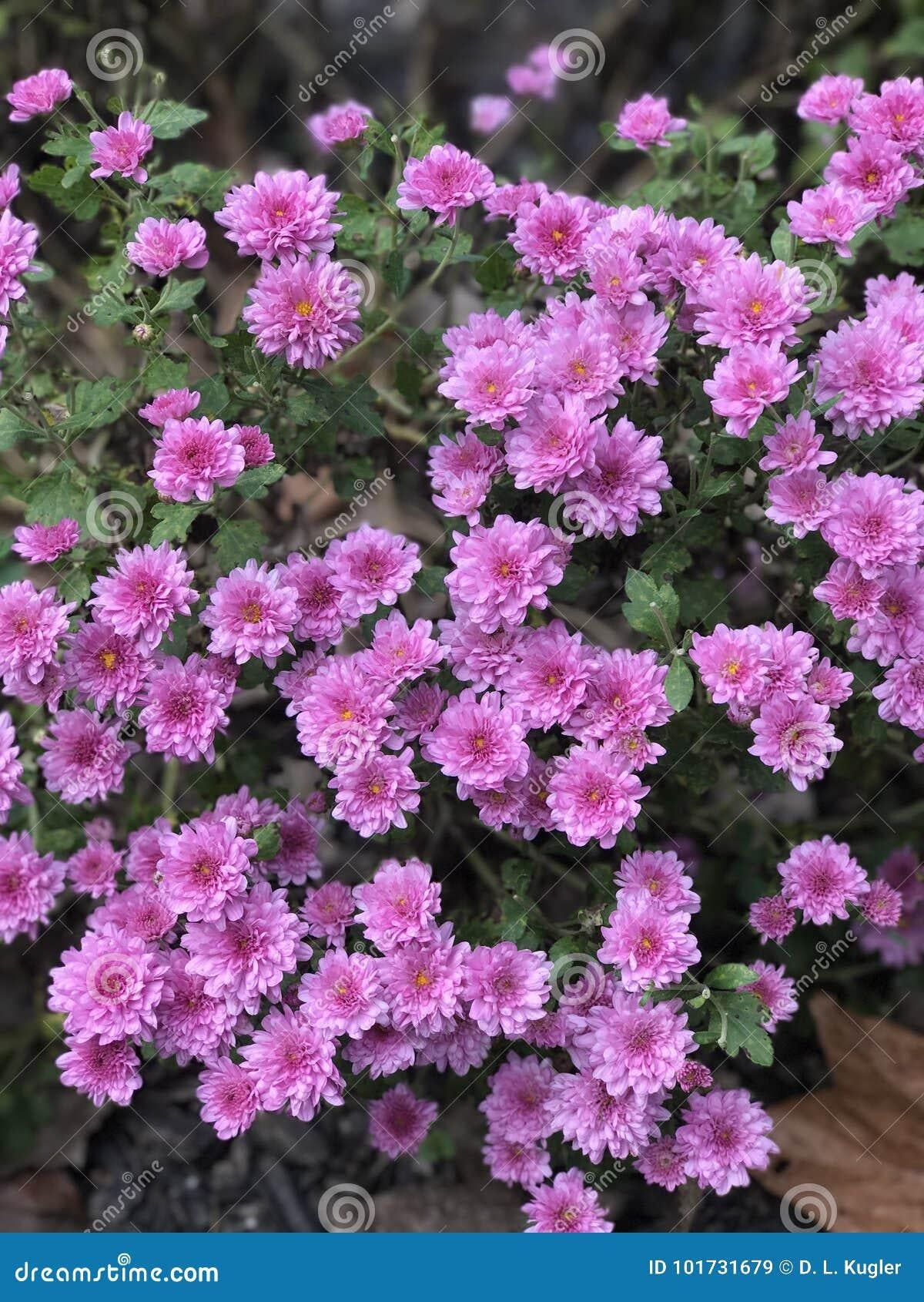 645 Mum Pink Penera Pink - View 14 from www redcrocus com
