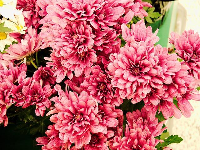 645 Mum Pink Penera Pink - View 15 from www redcrocus com