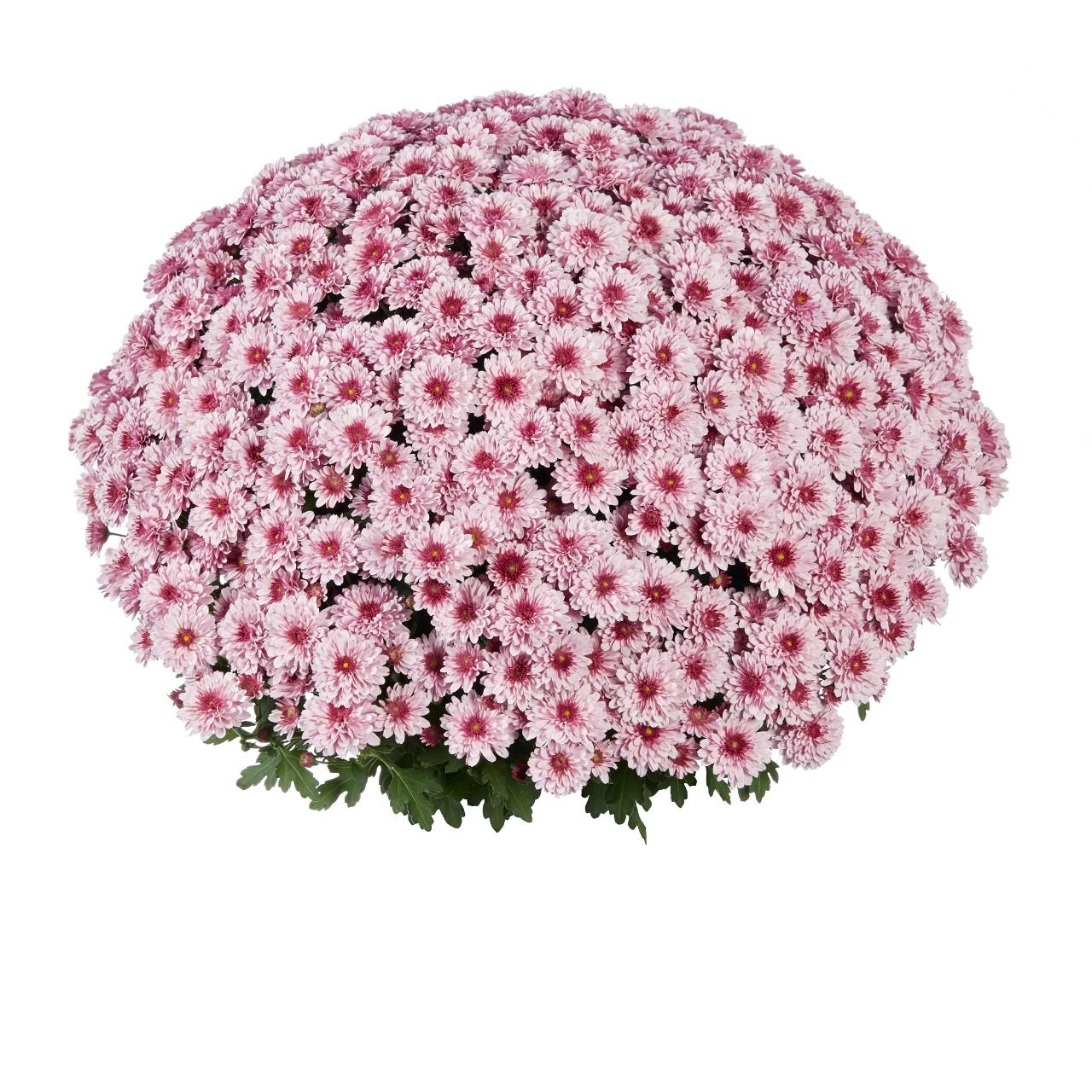 645 Mum Pink Penera Pink - View 9 from www redcrocus com