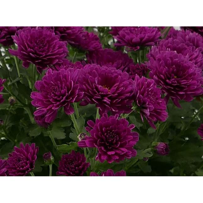 646 Mum Purple Penera Purple - View 14 from www redcrocus com