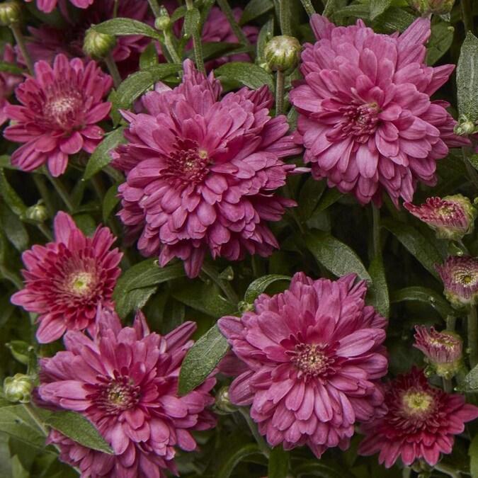 646 Mum Purple Penera Purple - View 17 from www redcrocus com