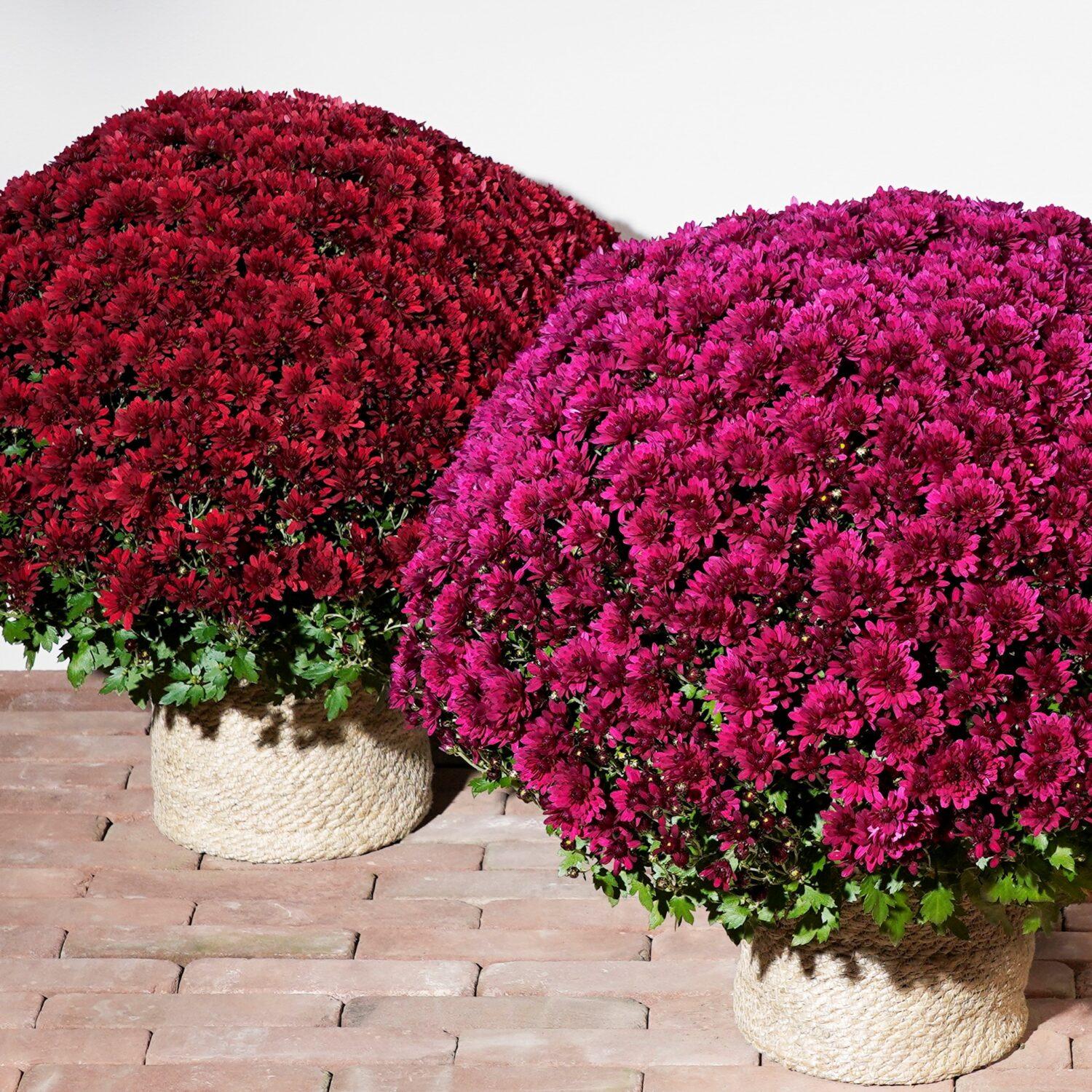 646 Mum Purple Penera Purple - View 1 from www redcrocus com